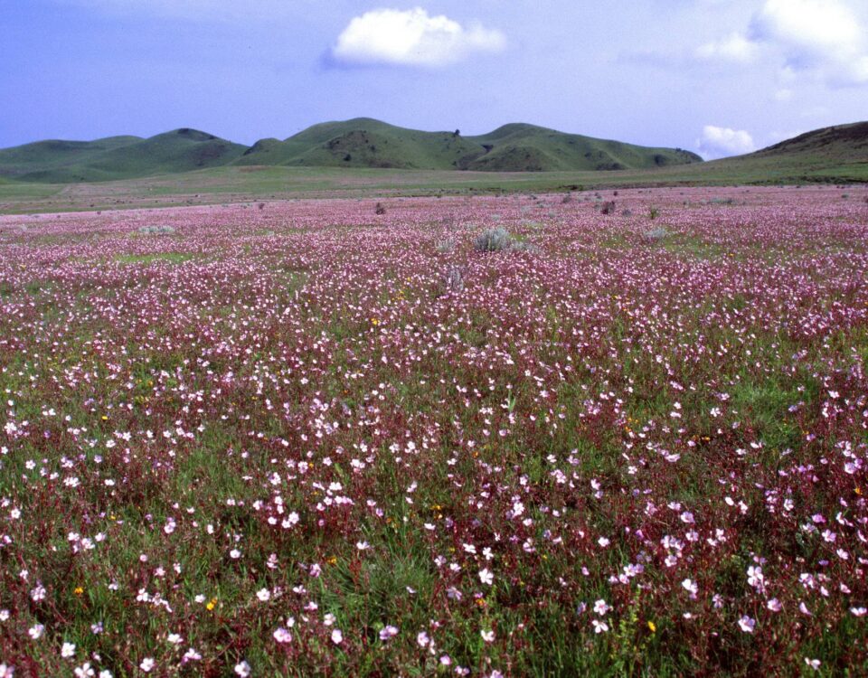 Kitulo National Park