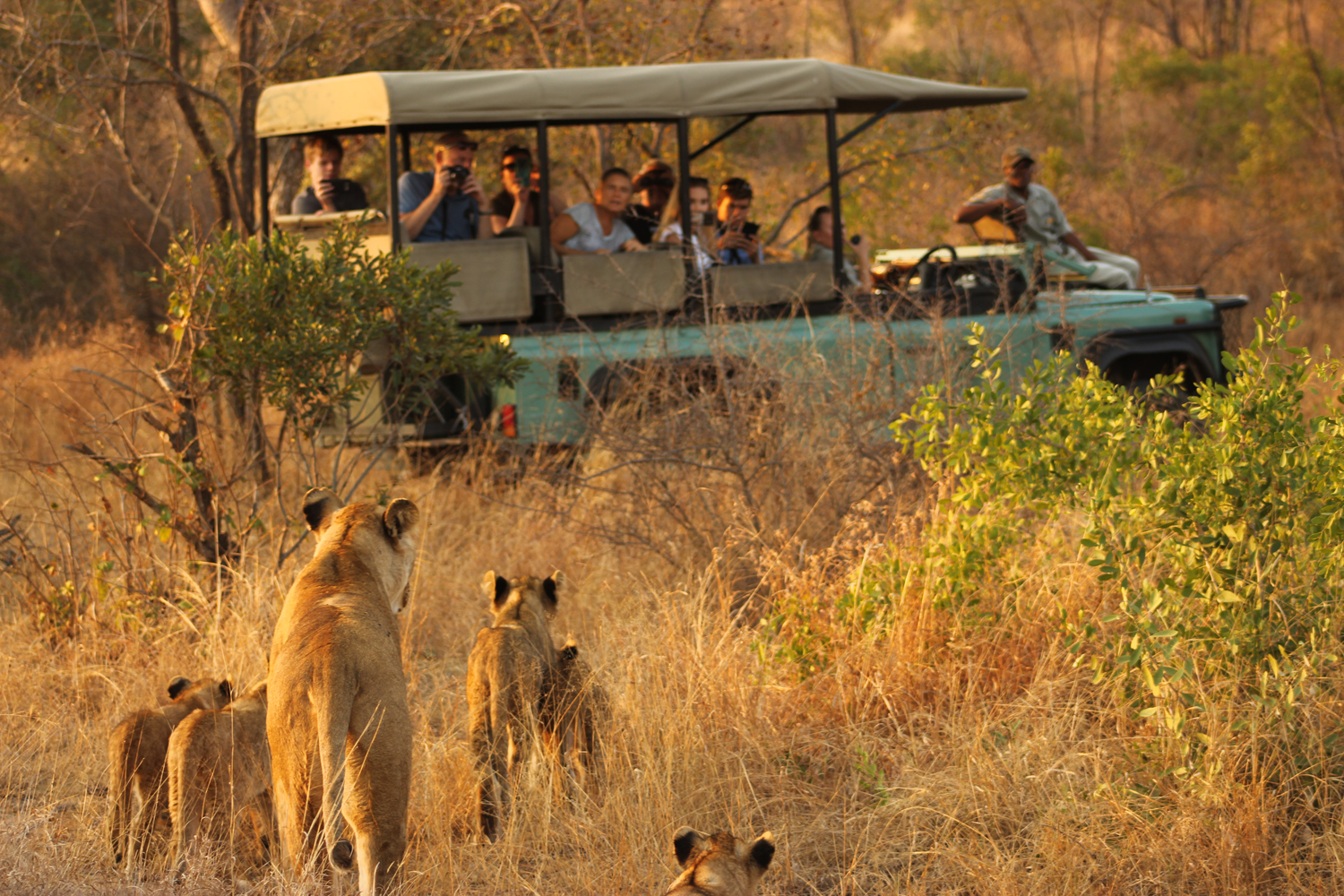 South Africa Big5 Wildlife Safari