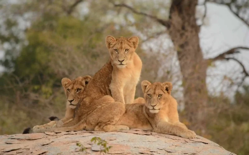 Kruger National Park