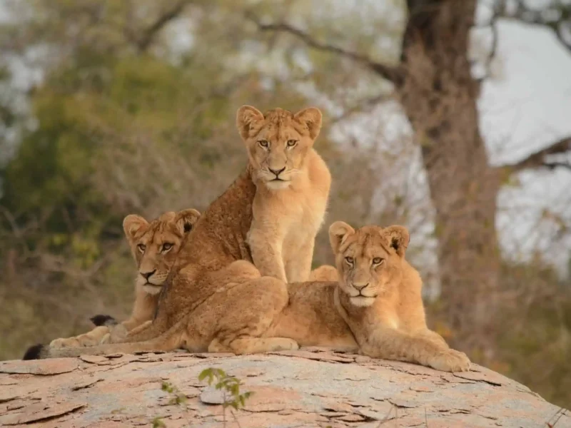 Kruger National Park