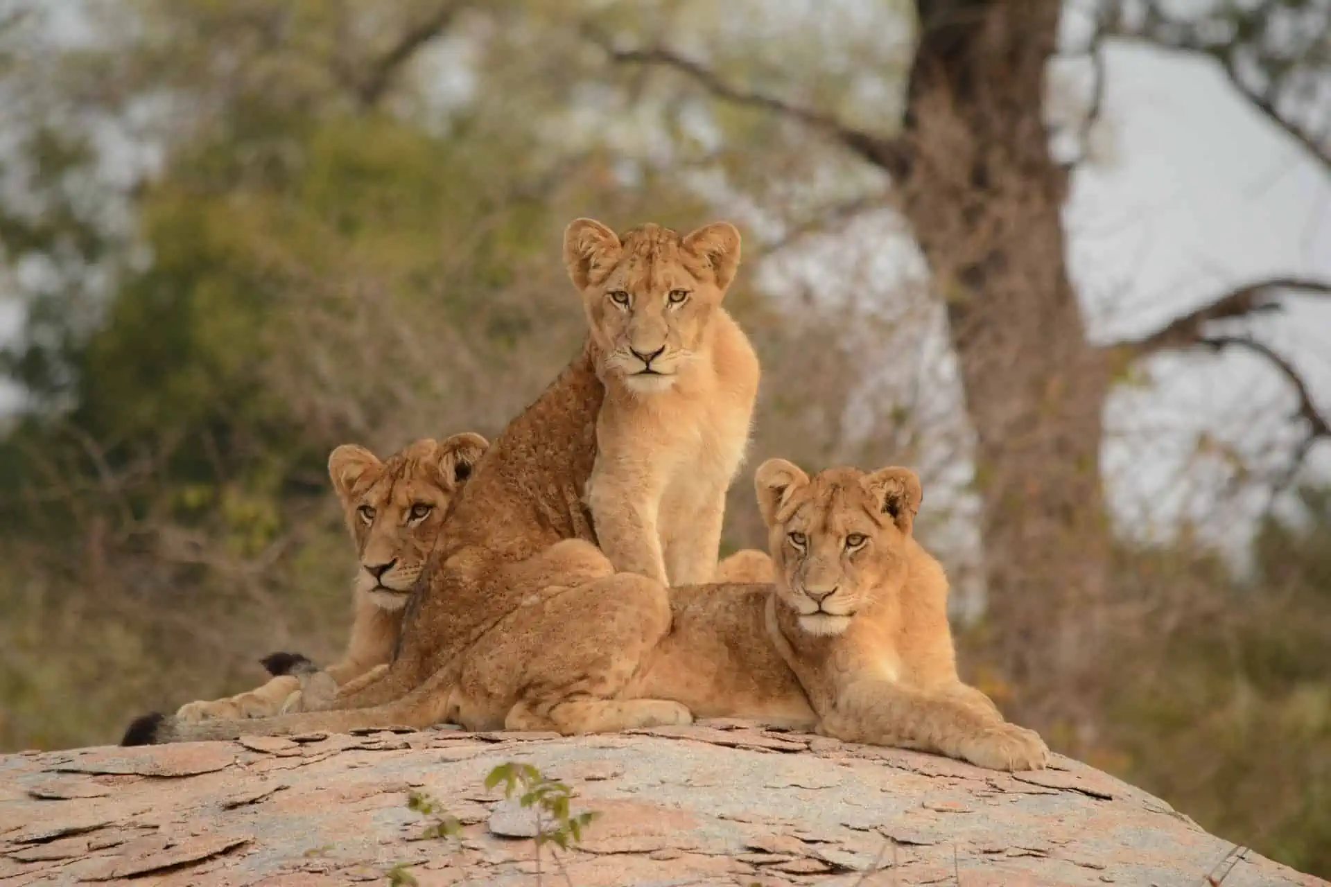 Kruger National Park