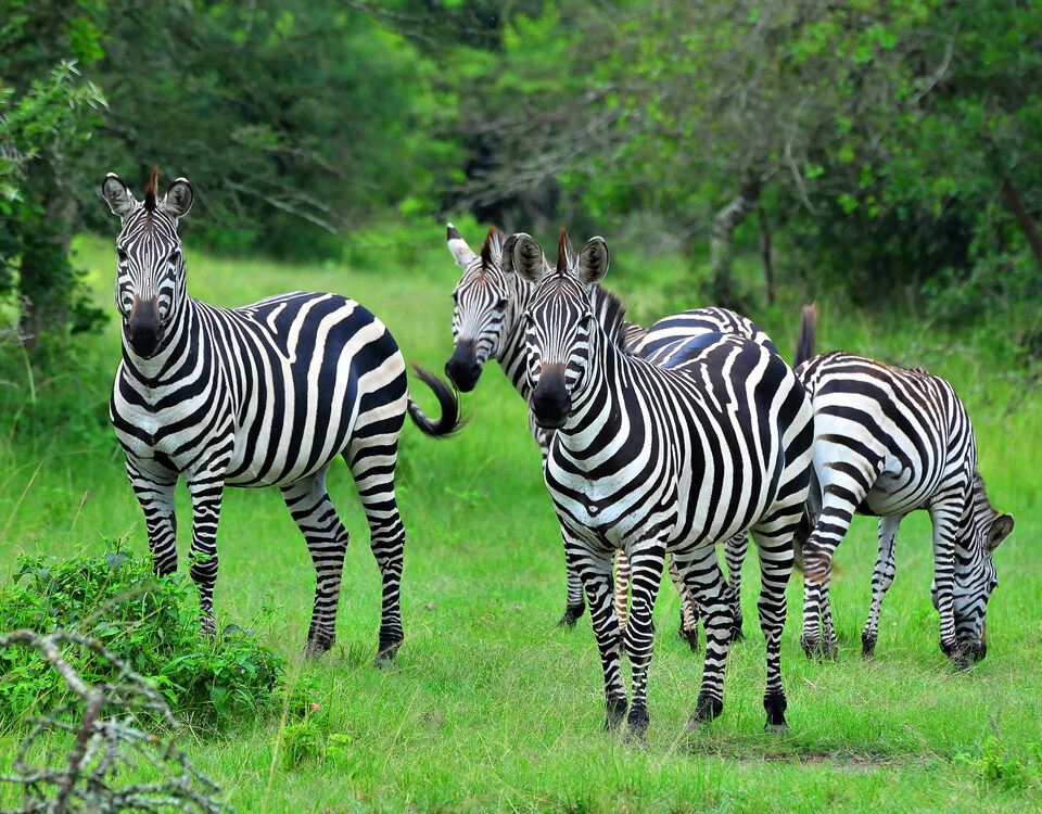 Lake Mburo National Park