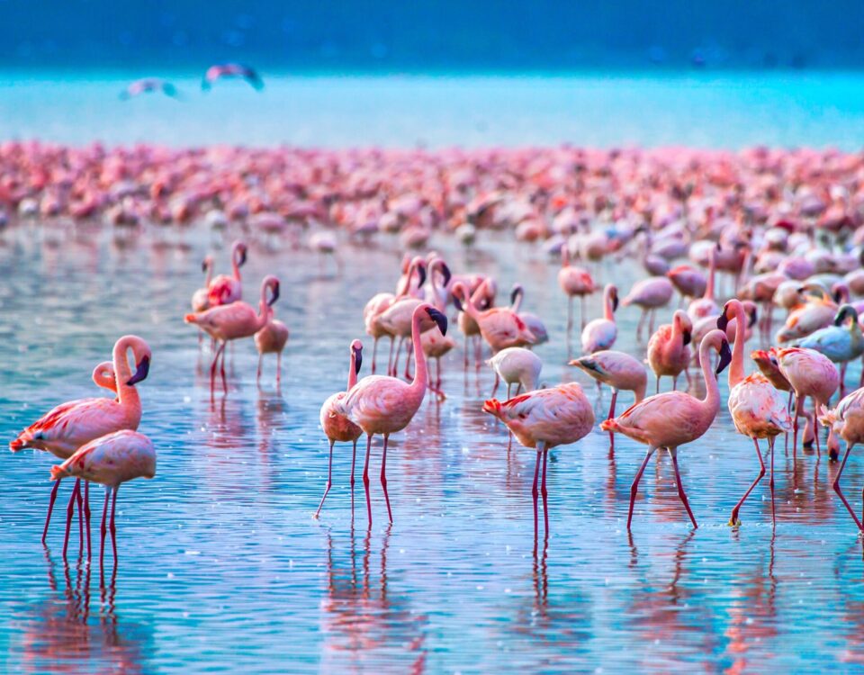 Lake Nakuru National Park