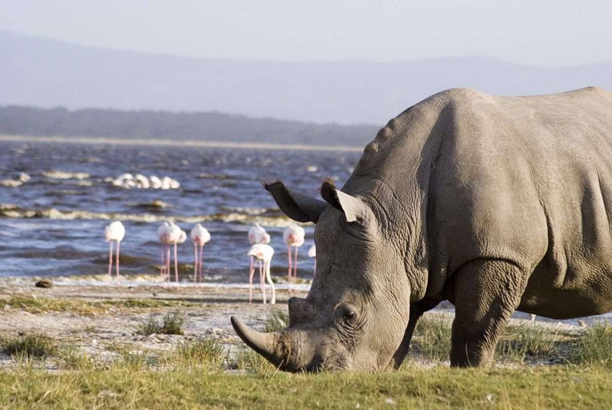 Kenya Birding Safari Experience