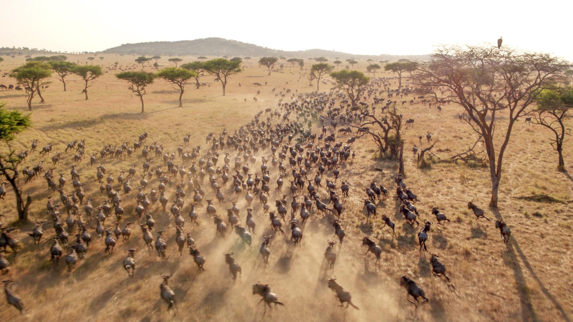 Masai Mara National Reserve