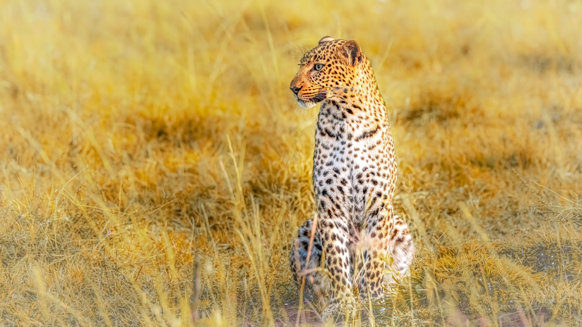 Masai Mara National Reserve