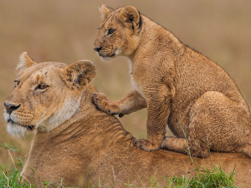 Kenya Wildlife Safari Experience