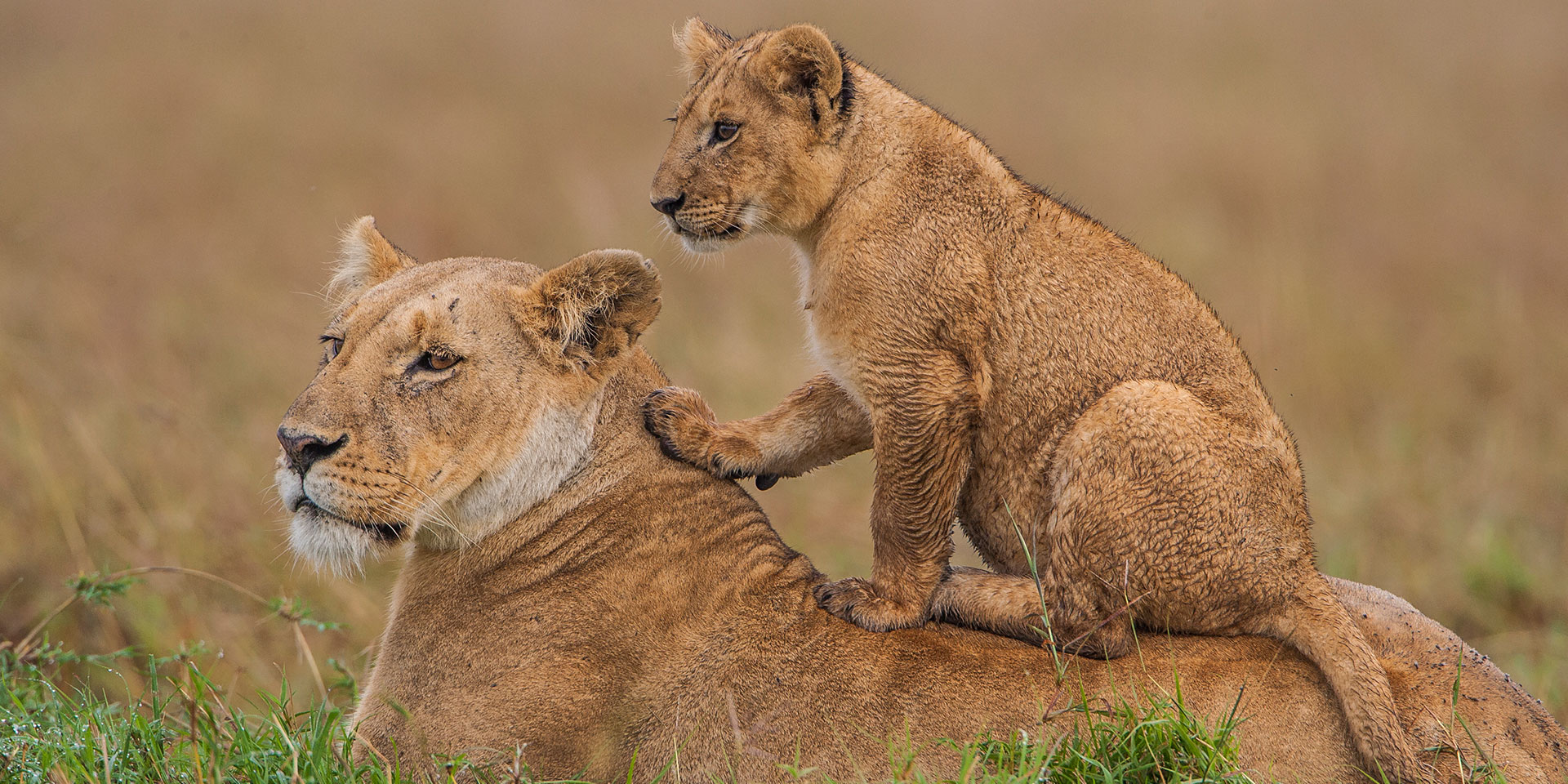 Kenya Wildlife Safari Experience