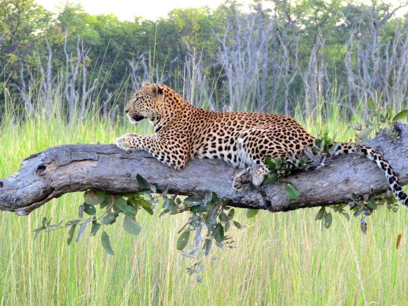 Moremi Game Reserve