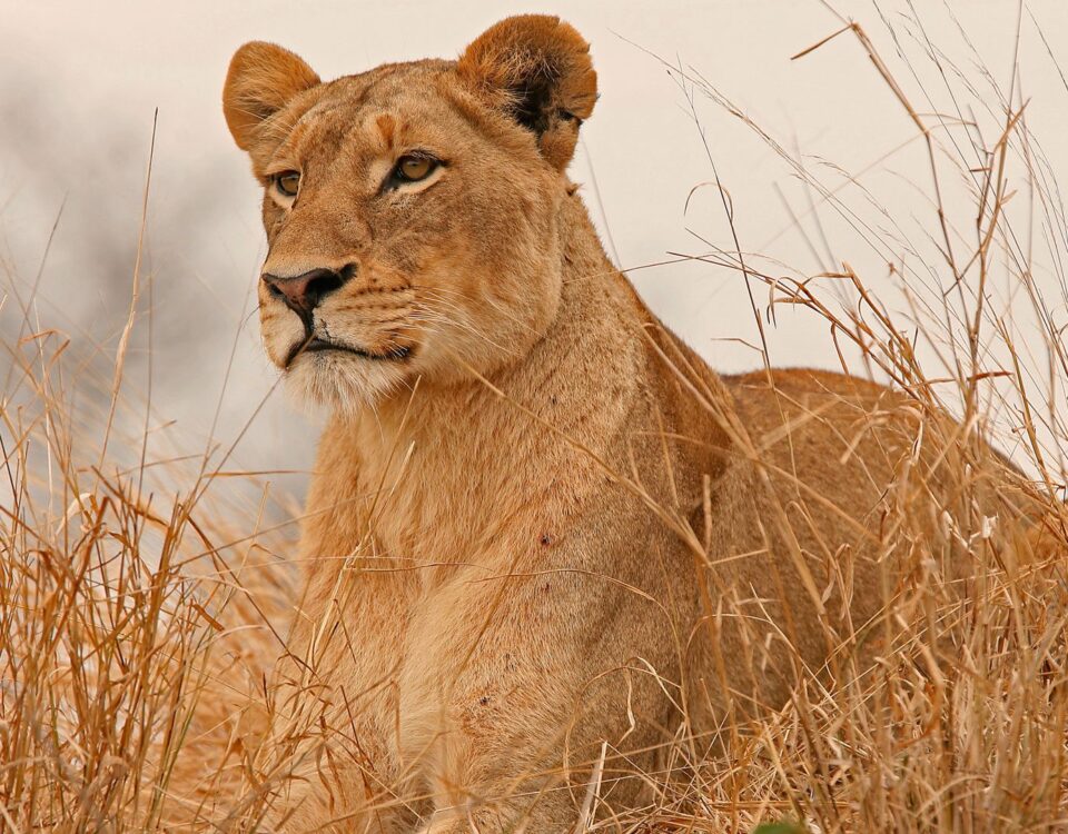 Mount Meru National Park