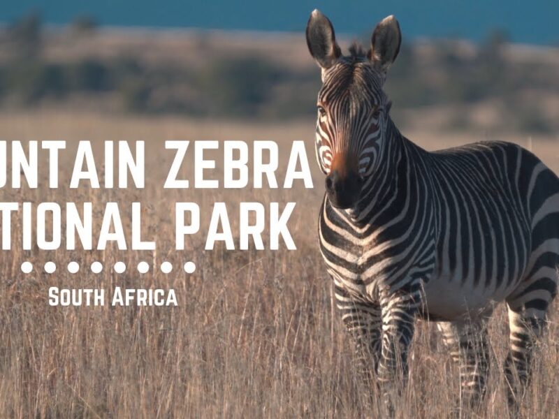 Mountain Zebra National Park