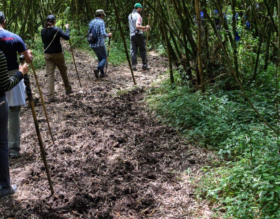 Nyungwe Forest National Park