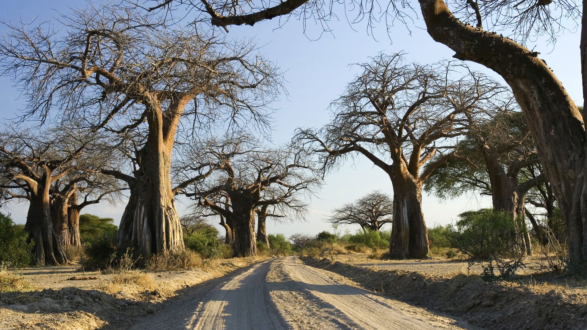 Tanzania Wildlife Safari Experience