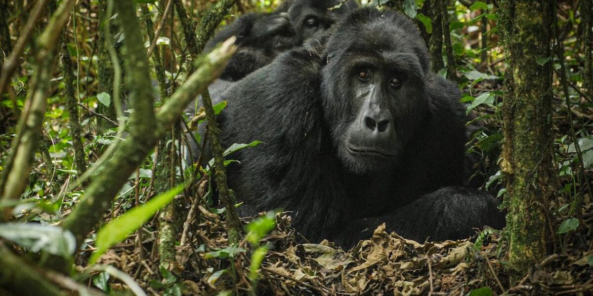 Uganda Gorilla Trekking Experience