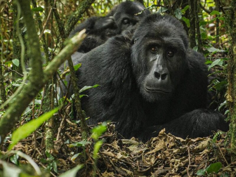 Uganda Gorilla Trekking Experience