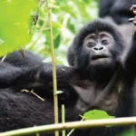 Rwanda Uganda Primates Safari