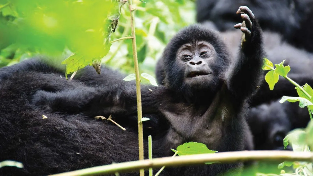 Rwanda Uganda Primates Safari