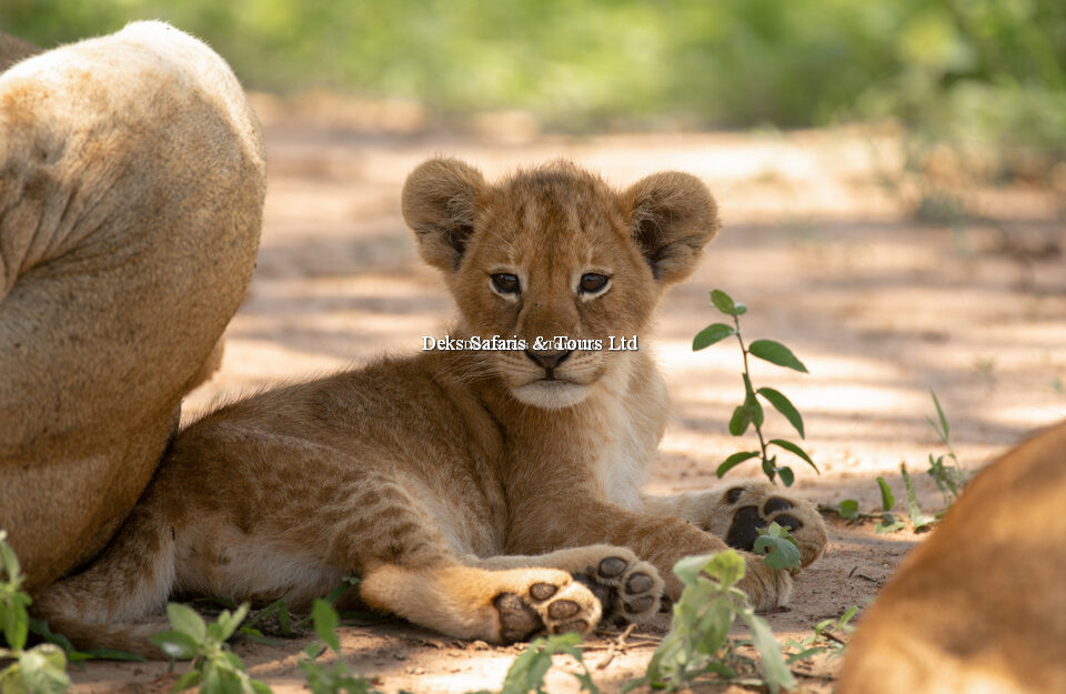 Akagera National Park