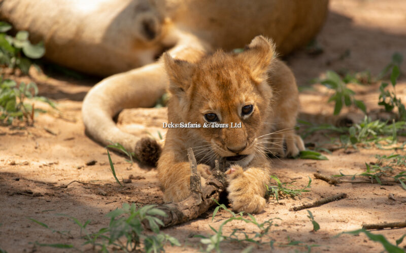 Rwanda Wildlife Safari Experience