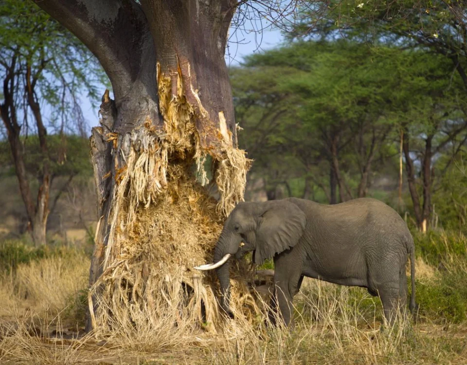 Tarangire National Park