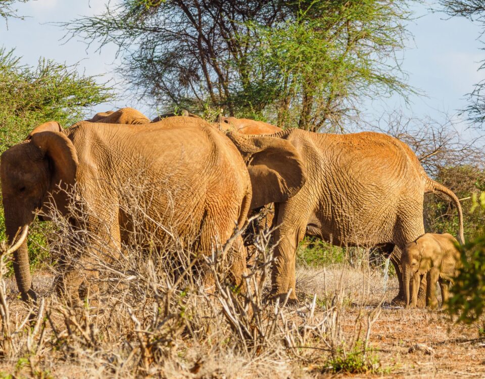 Tsavo East National Park