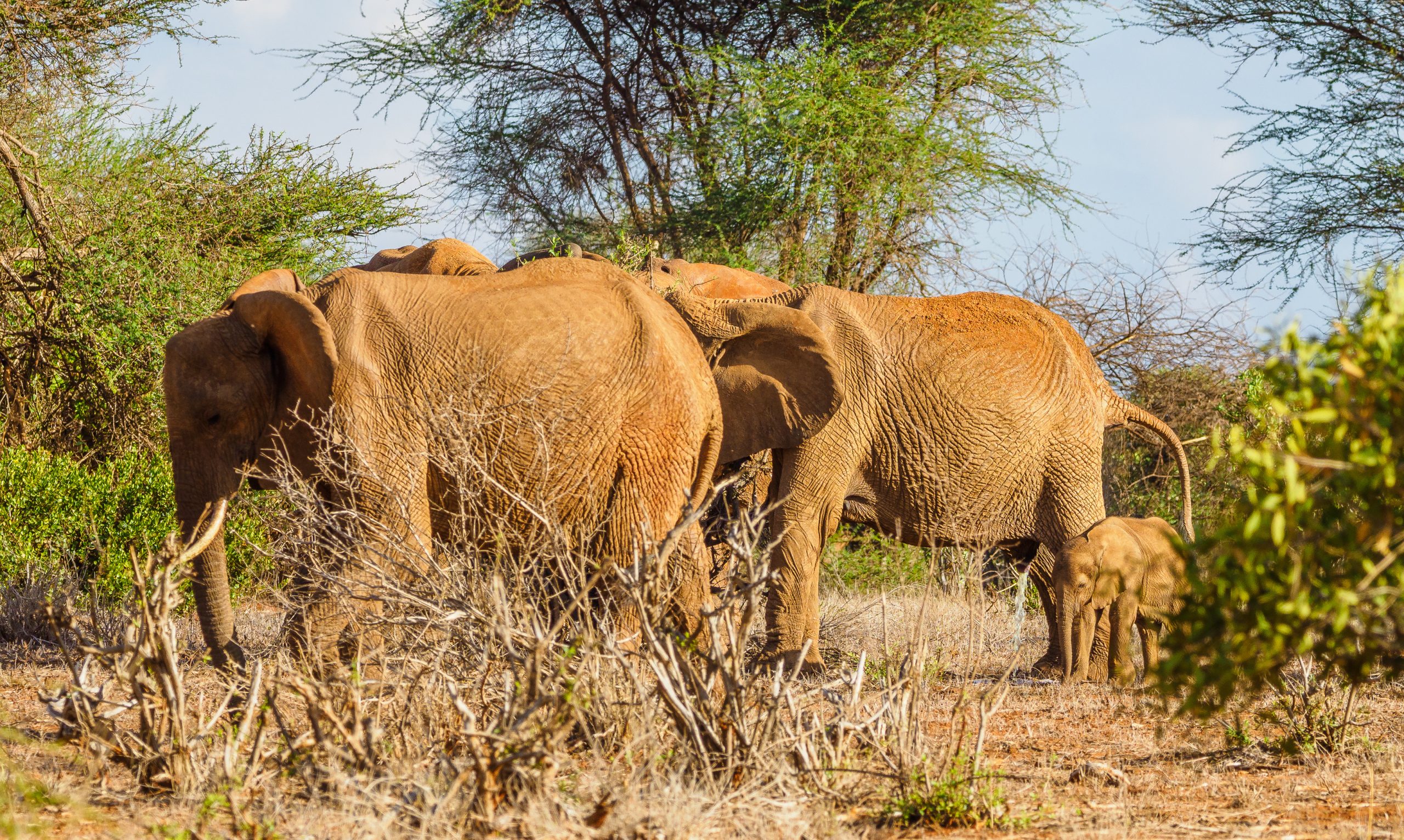 Tsavo West National Park