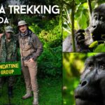 Gorilla Trekking from Kalahari Desert