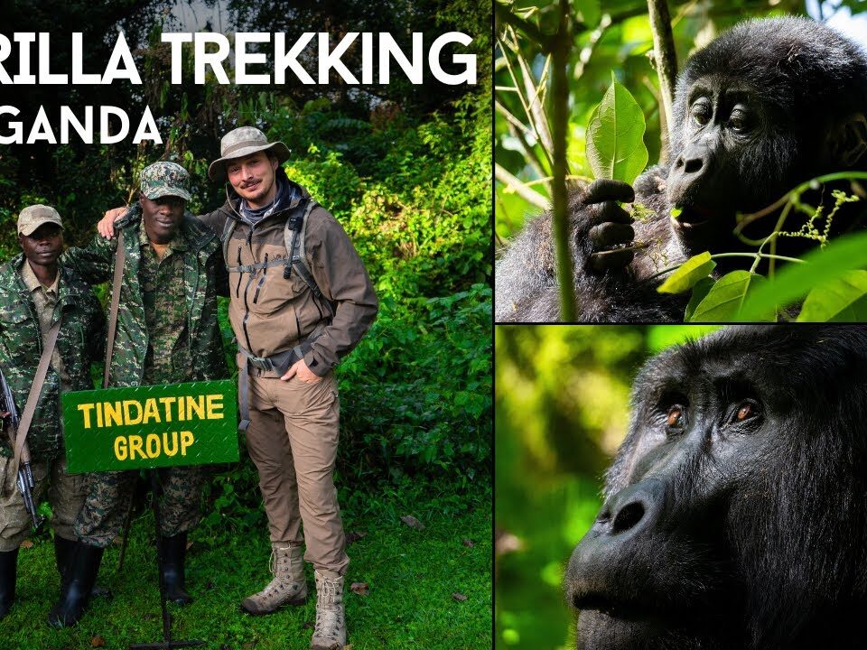 Gorilla Trekking from Kalahari Desert