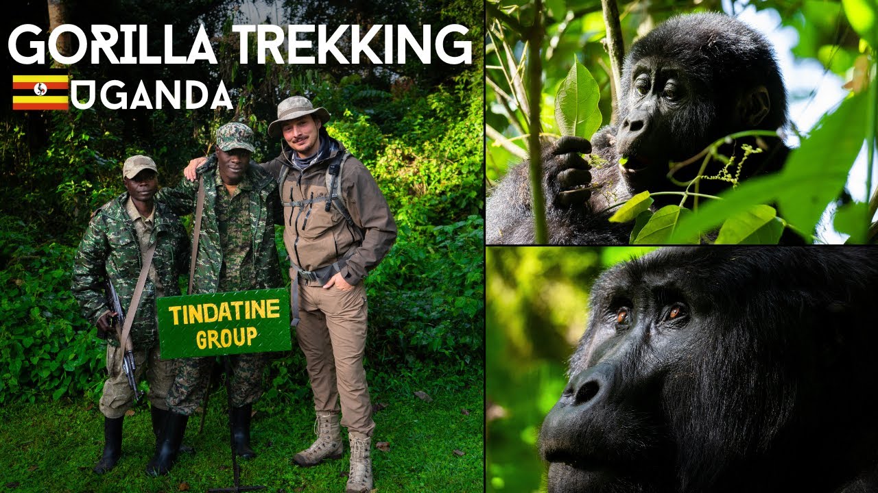 Africa Wildlife & Primates Tracking Safari