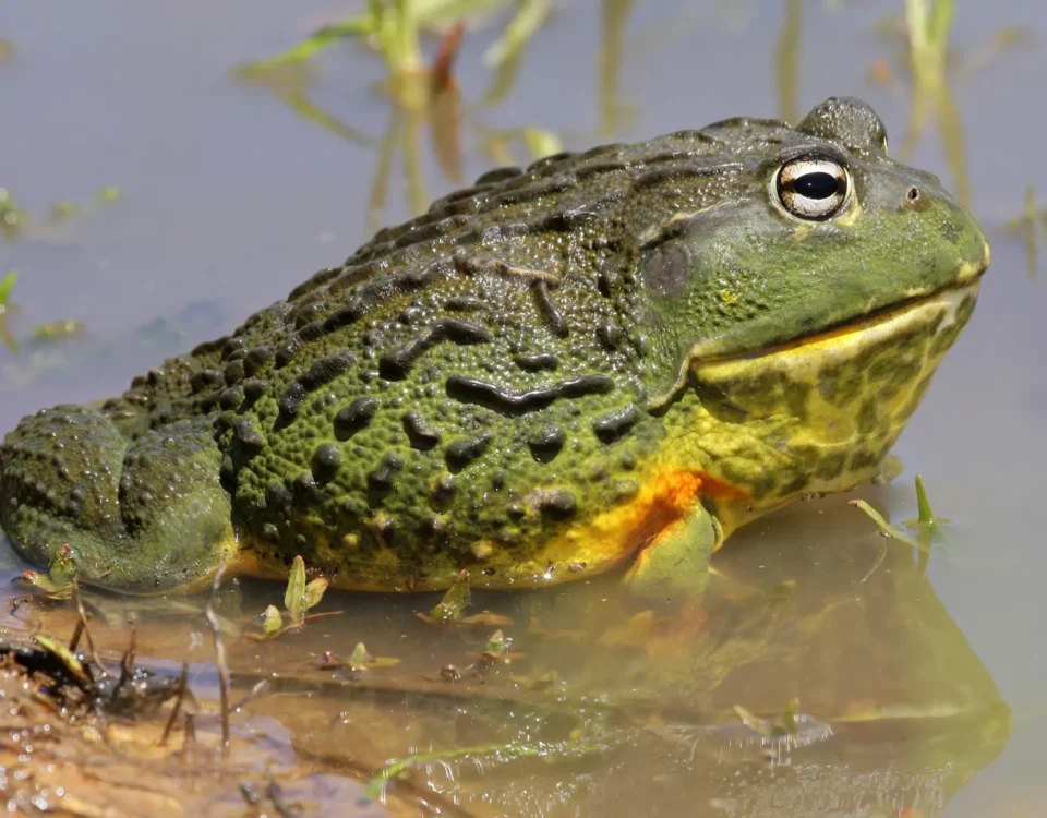 african bullfrog