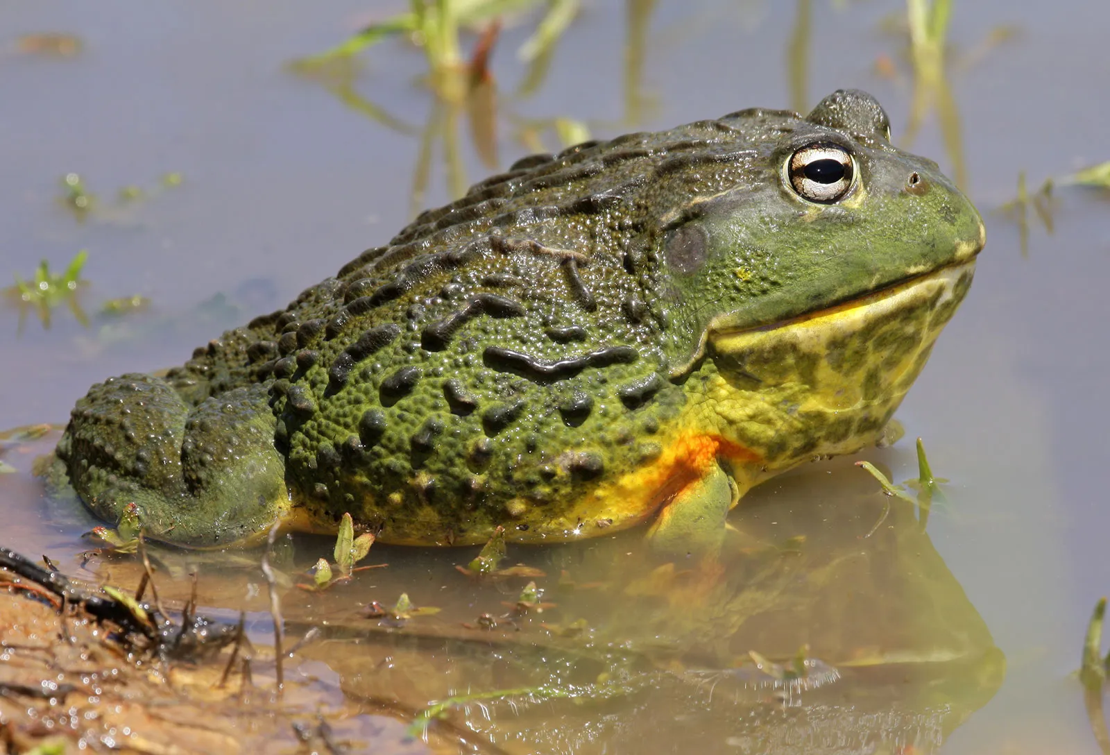 african bullfrog