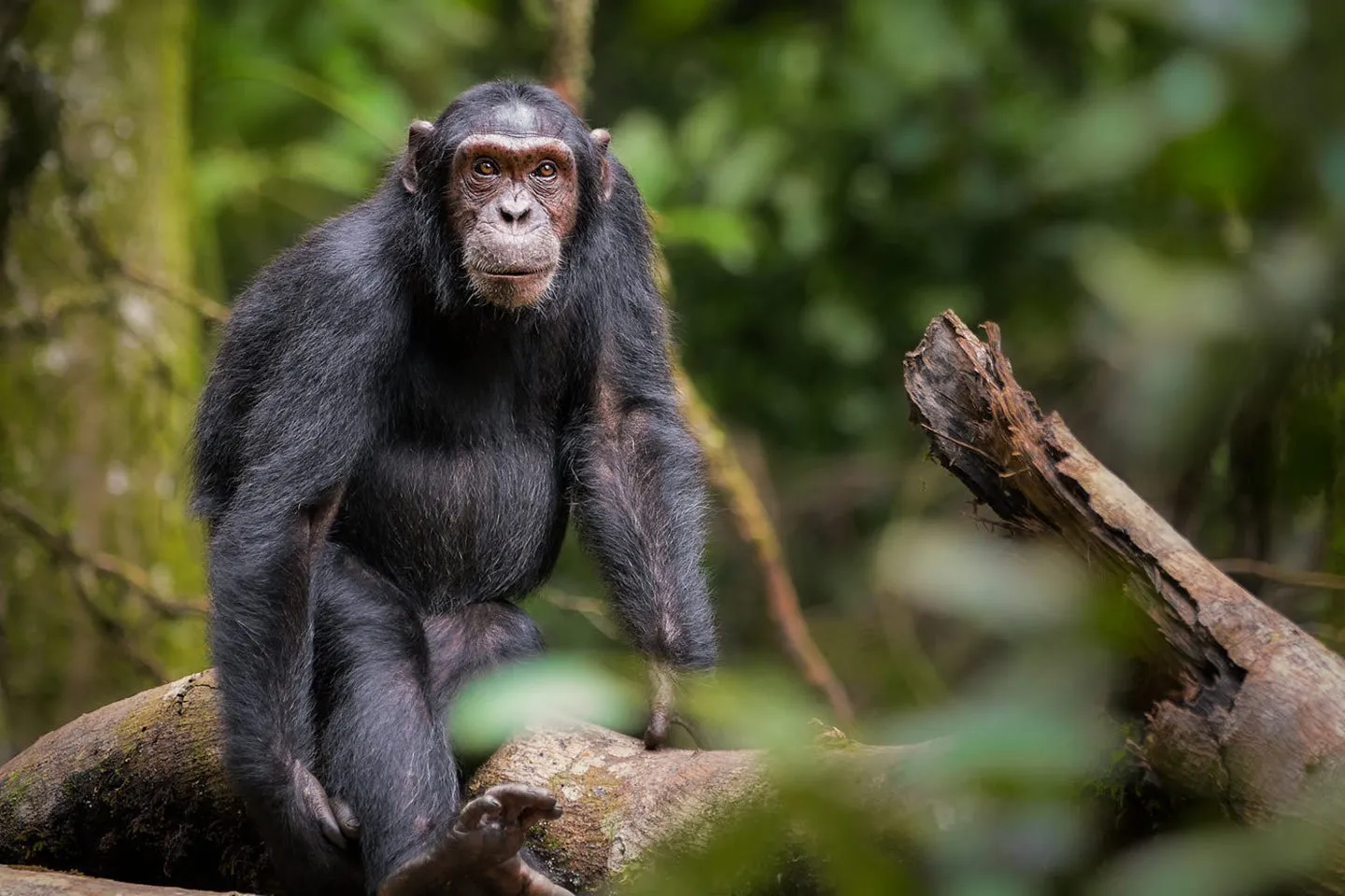 Kibale Forest National Park