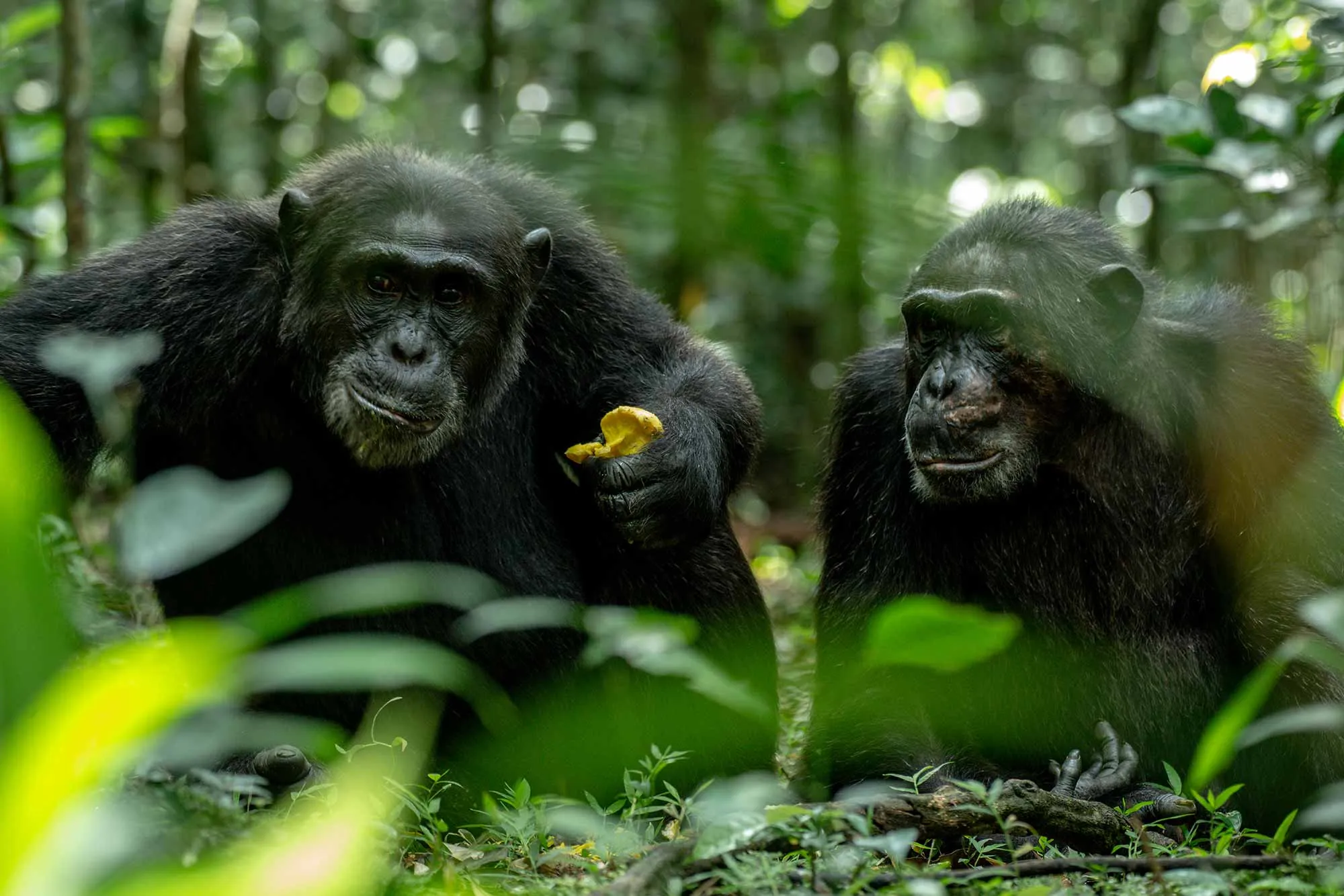 Kibale Forest National Park