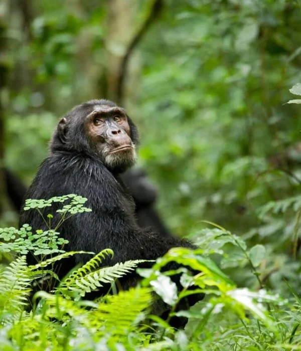 Kibale Forest National Park