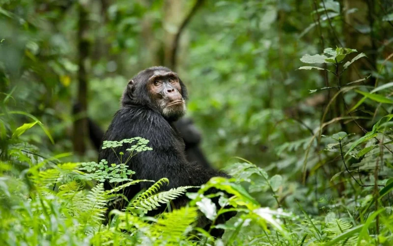 Kibale Forest National Park