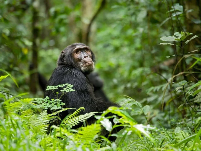 Kibale Forest National Park