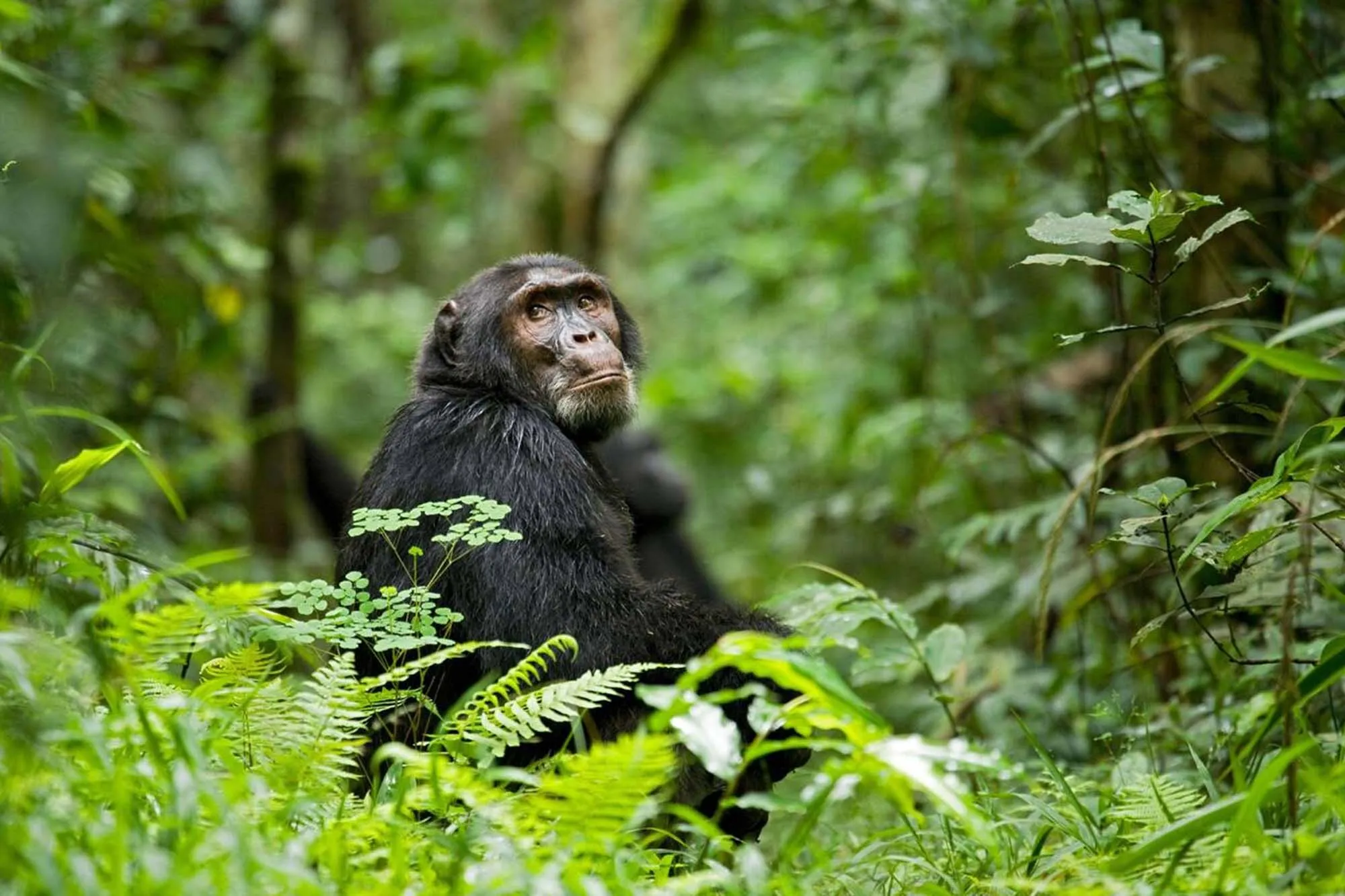 Kibale Forest National Park