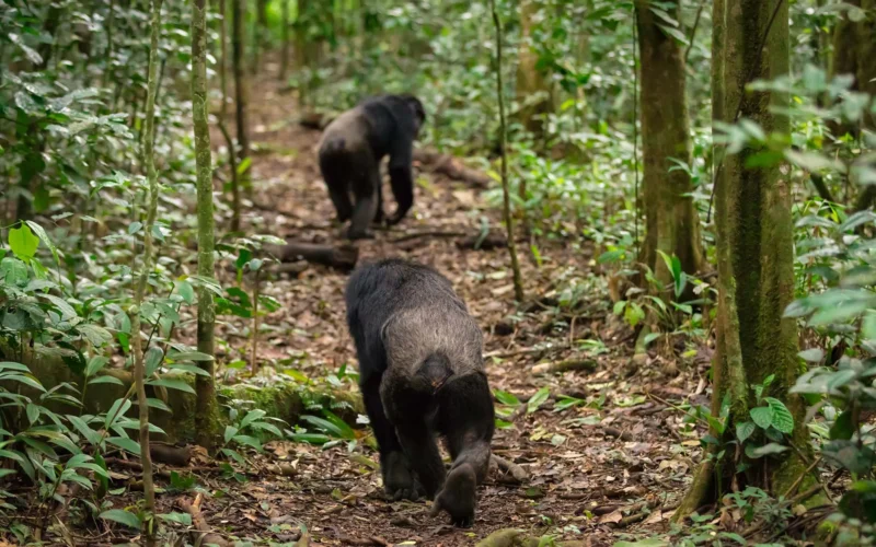 Uganda Big5 & Chimpanzee Tracking