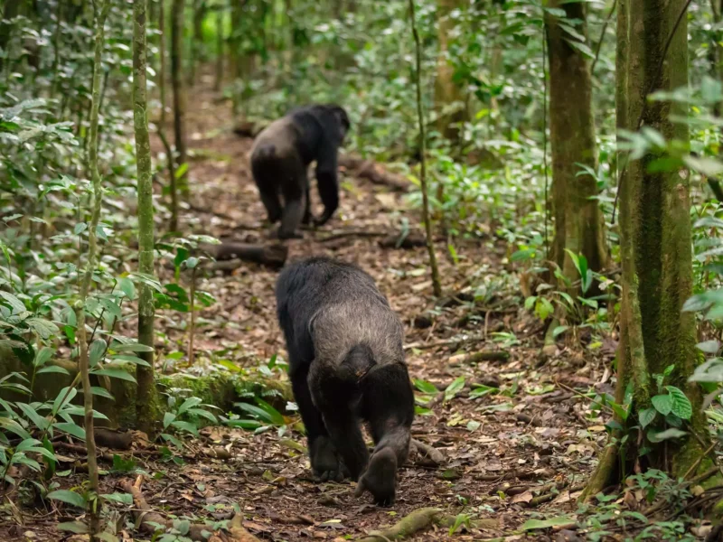 Uganda Big5 & Chimpanzee Tracking