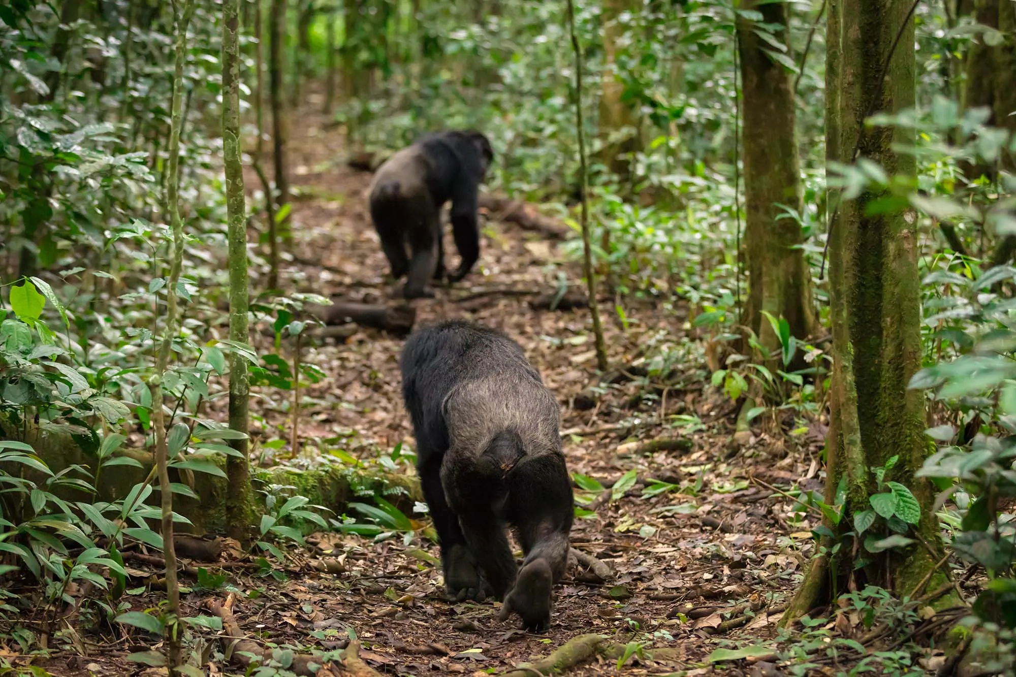 Uganda Wildlife & Chimpanzee Tracking