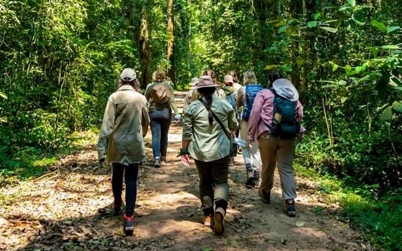 Kabale Chimpanzee Tracking Safari