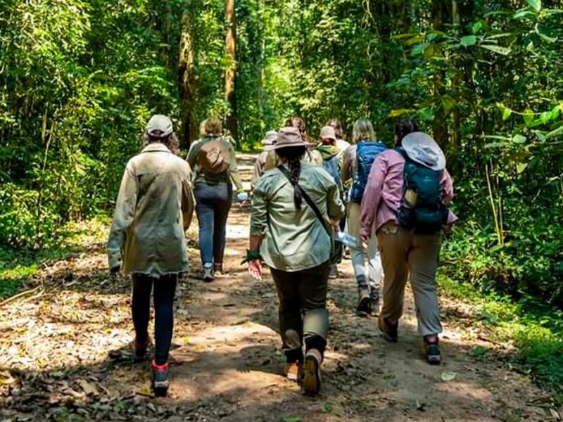 Kabale Chimpanzee Tracking Safari