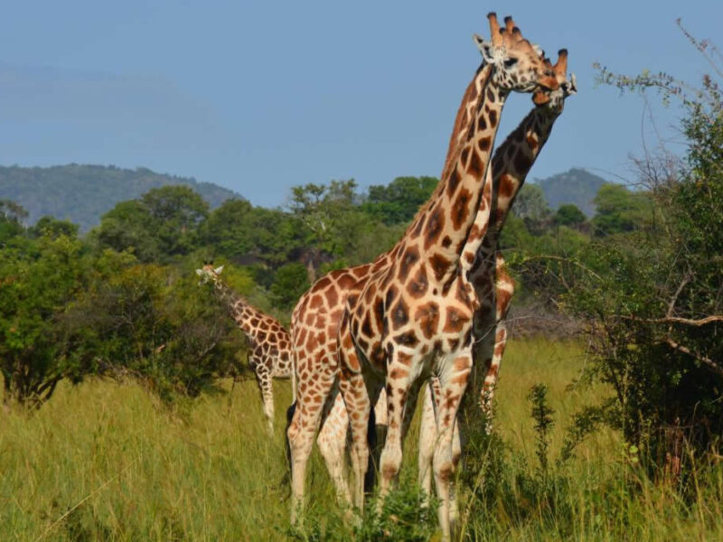 Kidepo Valley Wildlife Safari