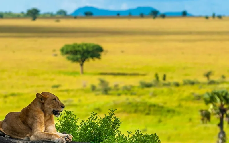 Kidepo Valley National Park