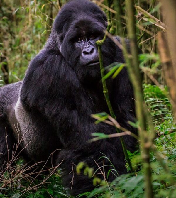 Mgahinga Gorilla Uganda Safaris