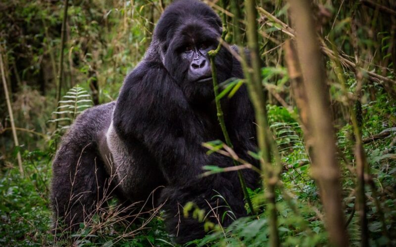 Mgahinga Gorilla Uganda Safaris