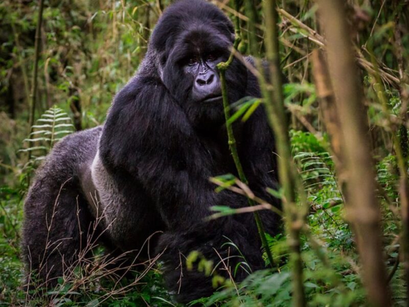 Mgahinga Gorilla Uganda Safaris