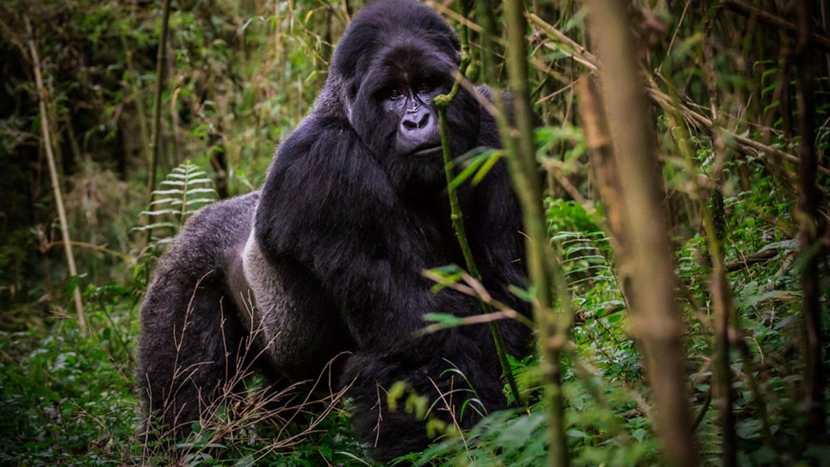 Mgahinga Gorilla Uganda Safaris