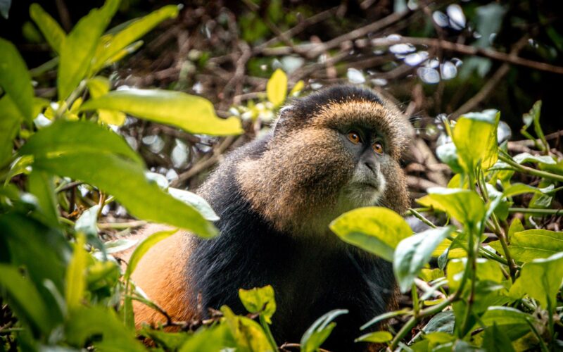 Gorilla & Golden Monkey Tracking