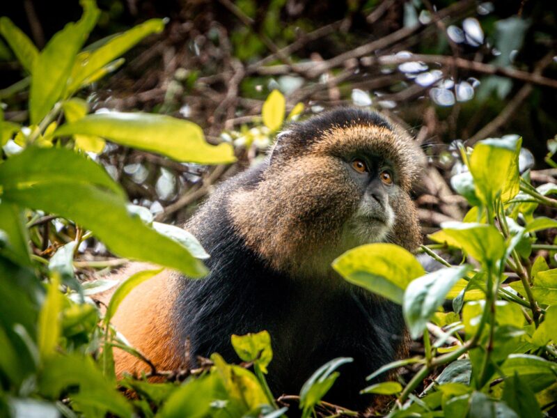 Gorilla & Golden Monkey Tracking